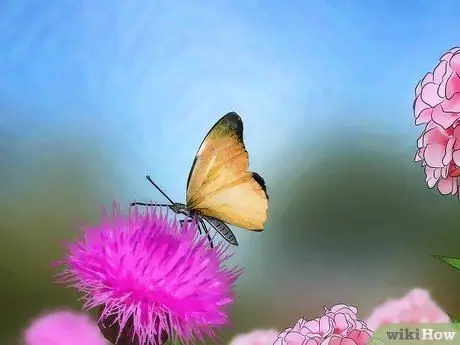 Поймать бабочек Шаг 3