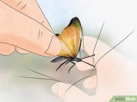 Поймать бабочек Шаг 7