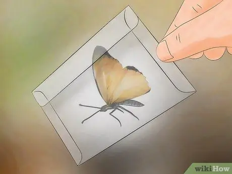Лови бабочек Шаг 8