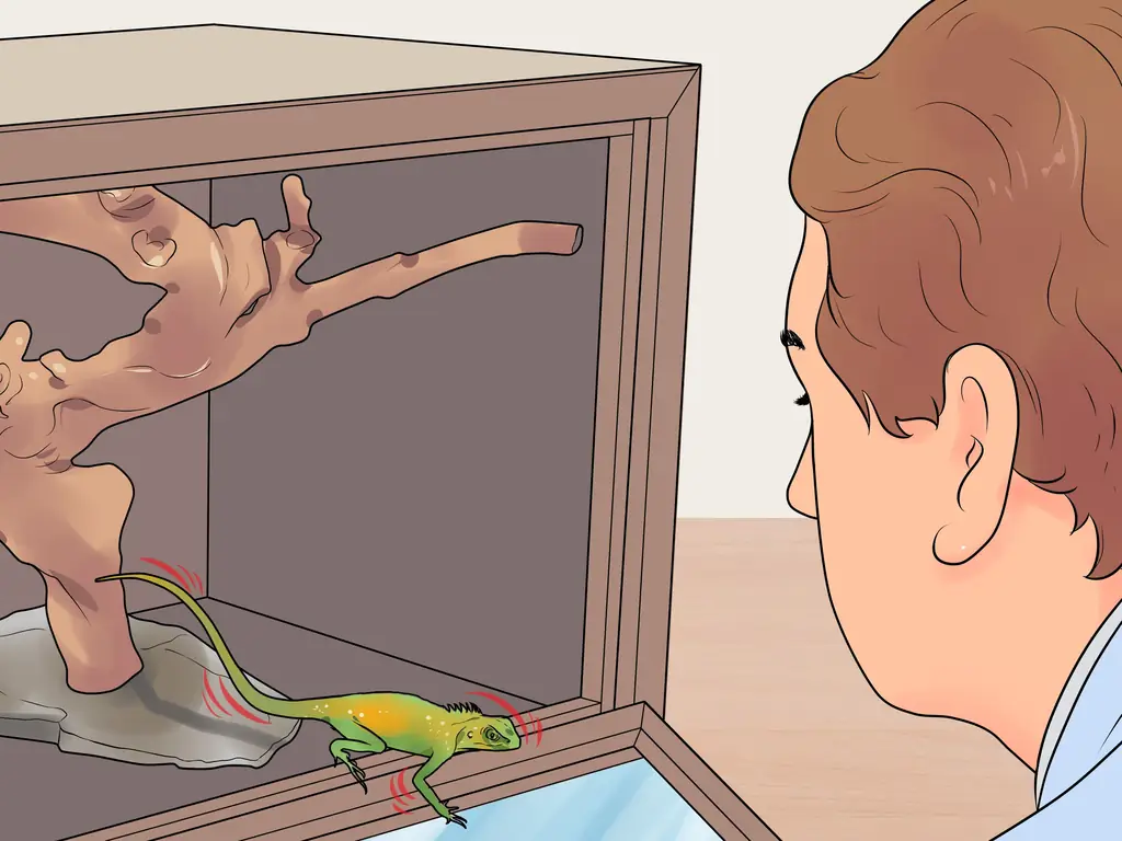 Как построить клетку для рептилий: 12 шагов (с иллюстрациями)