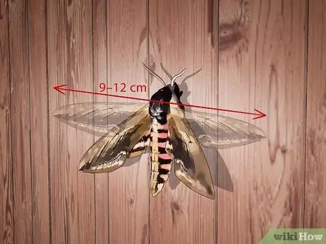 Выращивание бирюзовых мотыльков, шаг 12