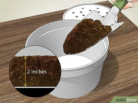 Выращивание бирюзовых мотыльков, шаг 2