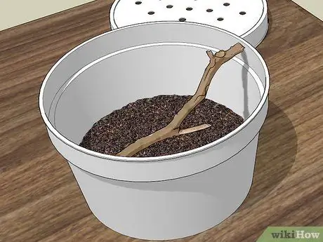 Выращивание бирюзовых мотыльков, шаг 3