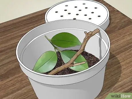 Выращивание бирюзовых мотыльков Шаг 4