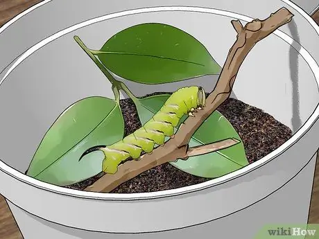 Выращивание бирюзовых мотыльков Шаг 5