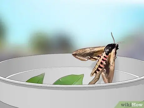 Выращивание бирюзовых мотыльков Шаг 6