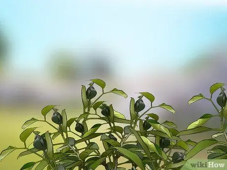 Выращивание бирюзовых мотыльков Шаг 7