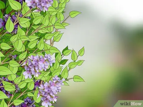 Выращивание бирюзовых мотыльков Шаг 8