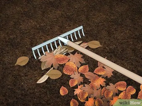 Выращивание бирюзовых мотыльков Шаг 9