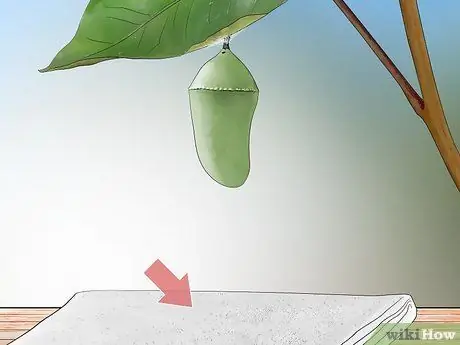 Повесьте монарха Хризалиду Шаг 1