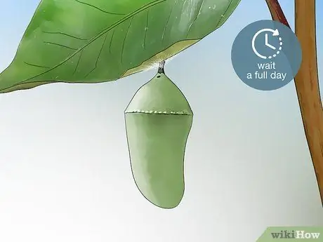 Повесьте монарха Хризалиду Шаг 2