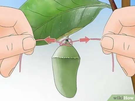 Повесьте монарха Хризалиду Шаг 3