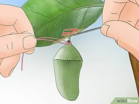 Повесьте монарха Хризалиду Шаг 4