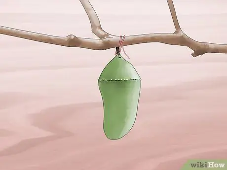 Повесьте монарха Хризалиду Шаг 6