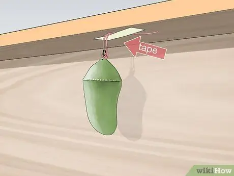 Повесьте монарха Хризалиду Шаг 8