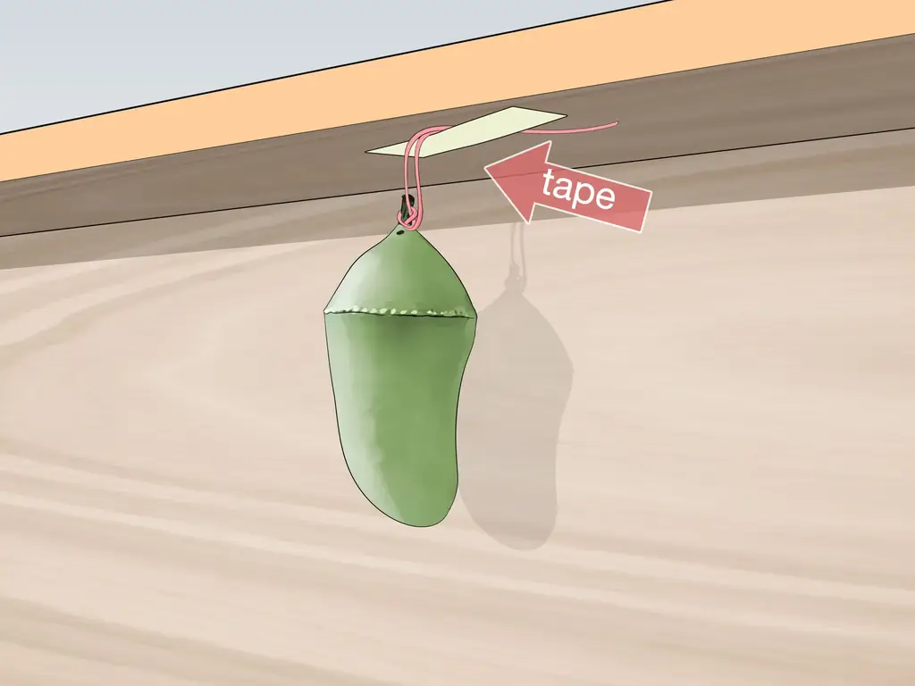 Как повесить монарха Хризалиду: 8 шагов (с иллюстрациями)