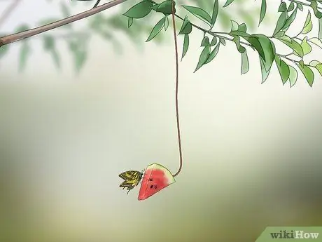 Привлечение бабочек фруктами Шаг 2