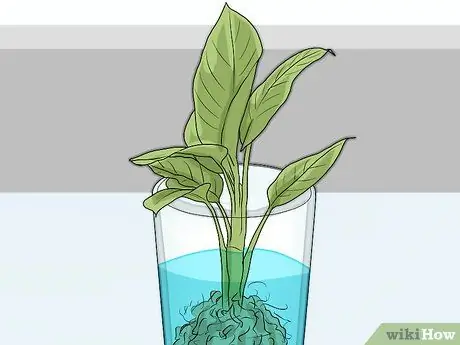 Покормить гусениц, шаг 3