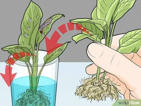 Покормить гусениц, шаг 5