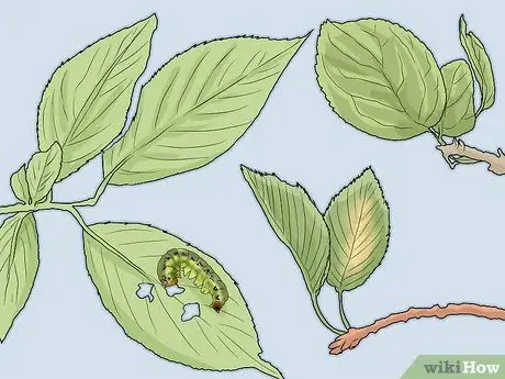 Покормить гусениц Шаг 6