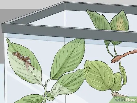 Покормить гусениц Шаг 7