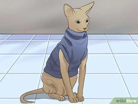 Уход за кошками сфинксами Шаг 5