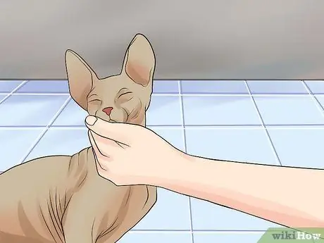 Уход за кошками сфинксами Шаг 9