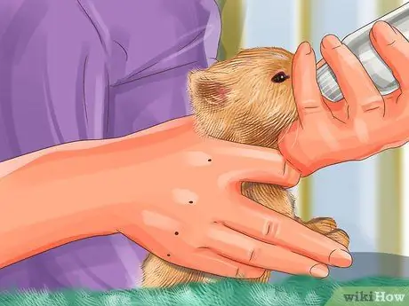 Дайте кошке молока шаг 10