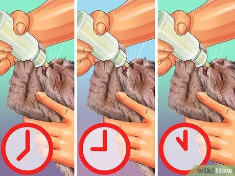 Дайте кошачье молоко вашей кошке Шаг 11