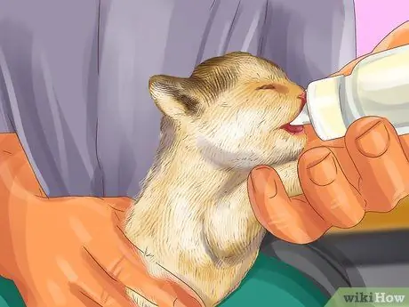 Дайте кошачье молоко своей кошке Шаг 6