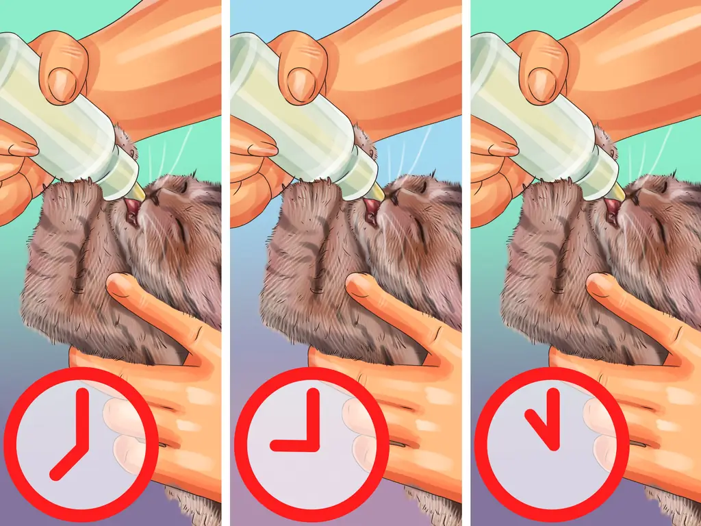 3 способа дать кошке молоко