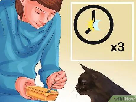 Кормите несколько кошек разными рационами Шаг 12