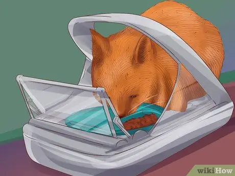 Кормите несколько кошек разными рационами Шаг 13