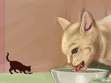 Кормите несколько кошек разными диетами Шаг 4