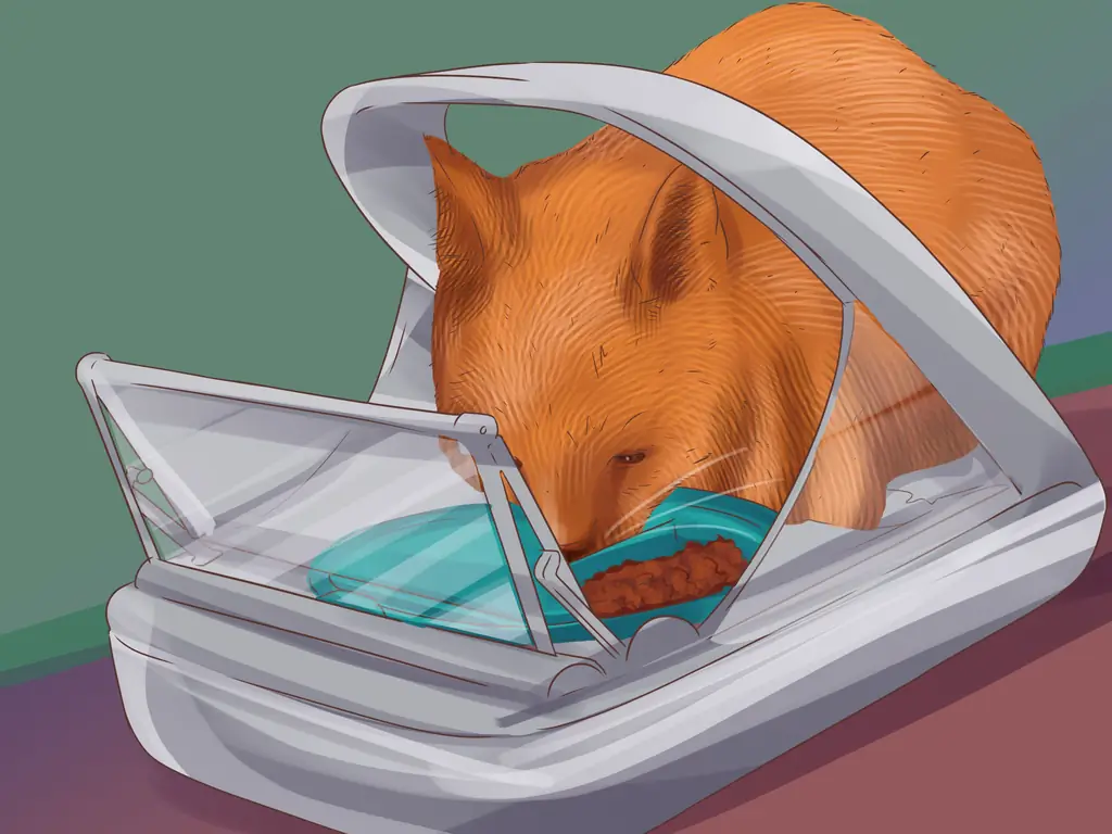 3 способа кормить несколько кошек разными рационами