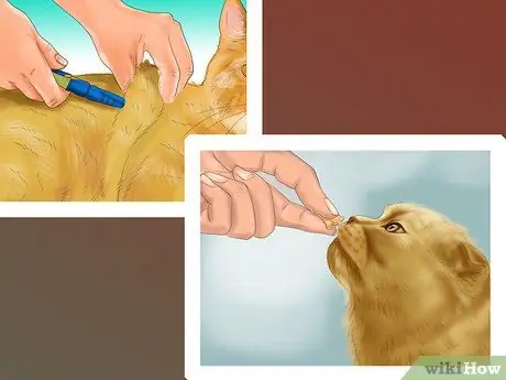 Составьте график кормления кошки Шаг 2