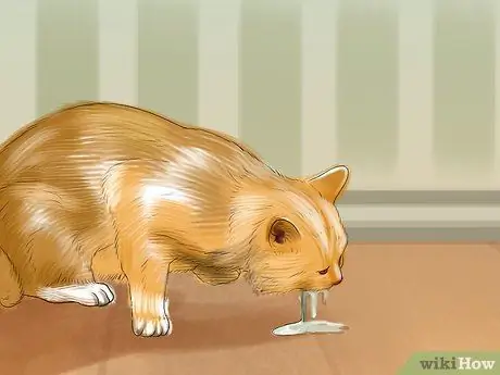 Составьте график кормления кошки Шаг 3