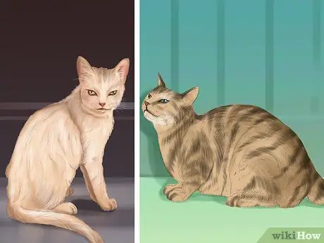 Составьте график кормления кошки Шаг 4