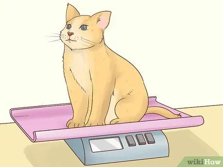 Дайте кошке жирные кислоты, шаг 2