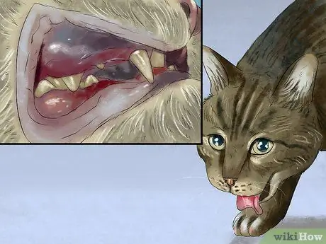 Покормить суетливого кота Шаг 10