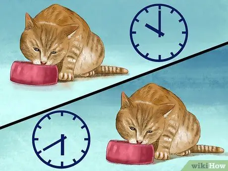 Покормить суетливого кота, шаг 2