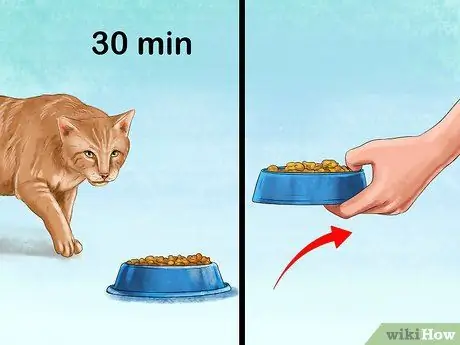 Покормить суетливого кота Шаг 3