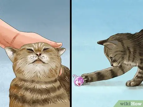Покормить суетливого кота Шаг 4