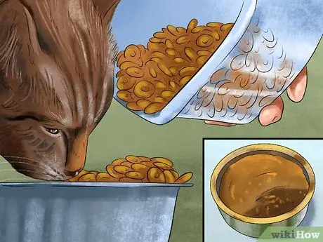 Покормить суетливого кота Шаг 5