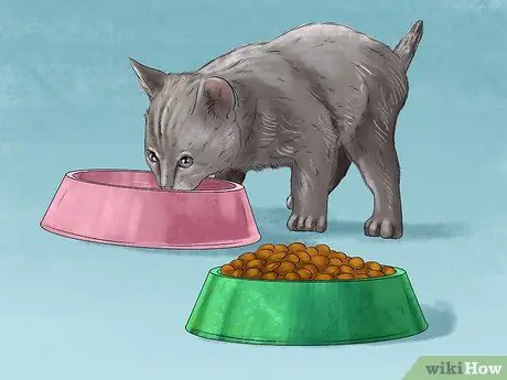 Покормить суетливого кота Шаг 8