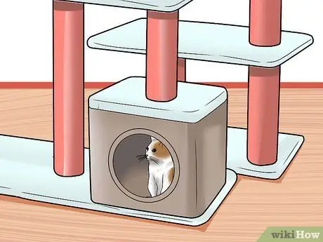 Лечить синдром раздраженного кишечника у кошек Шаг 10