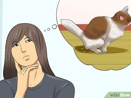 Лечить синдром раздраженного кишечника у кошек Шаг 11