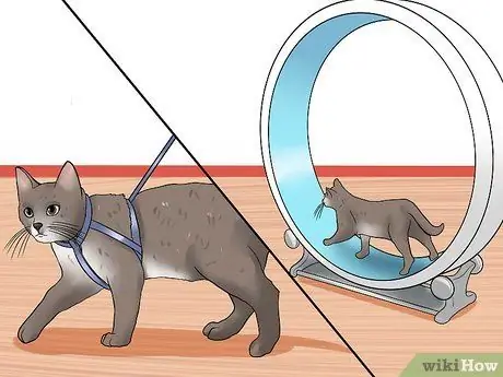 Лечить синдром раздраженного кишечника у кошек Шаг 9