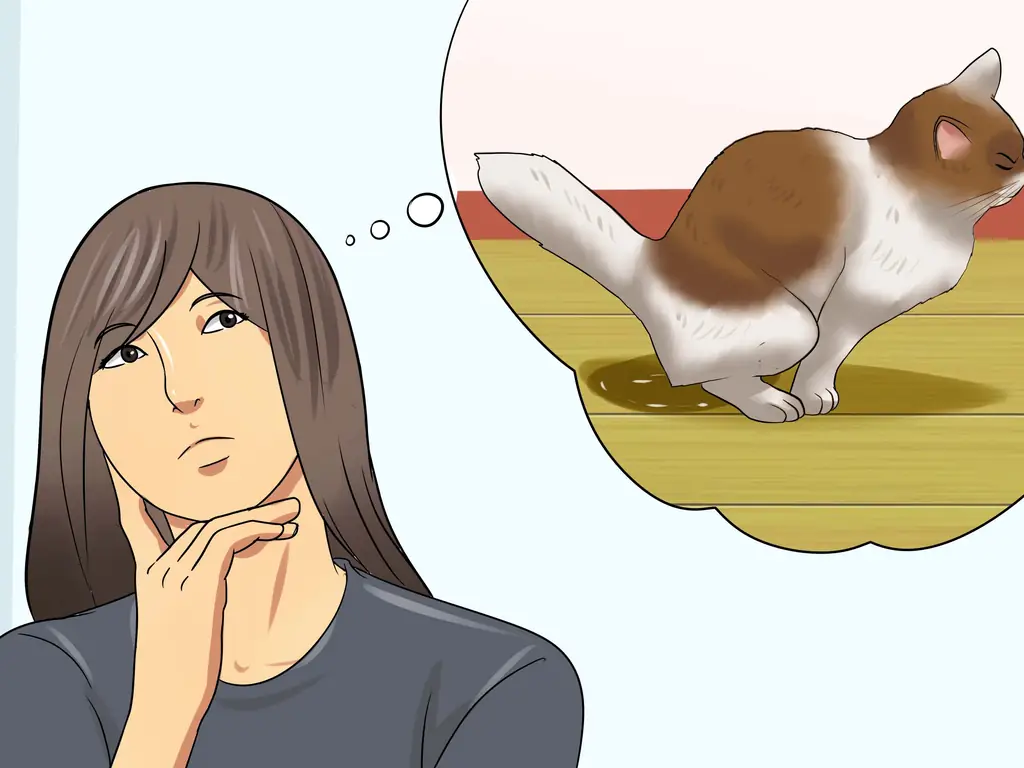 Как лечить синдром раздраженного кишечника у кошек: 11 шагов