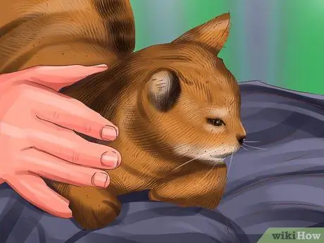 Кормление кошки из трубки Шаг 13